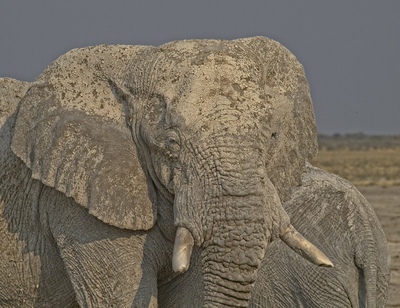 Okaukuejo, African Elephant